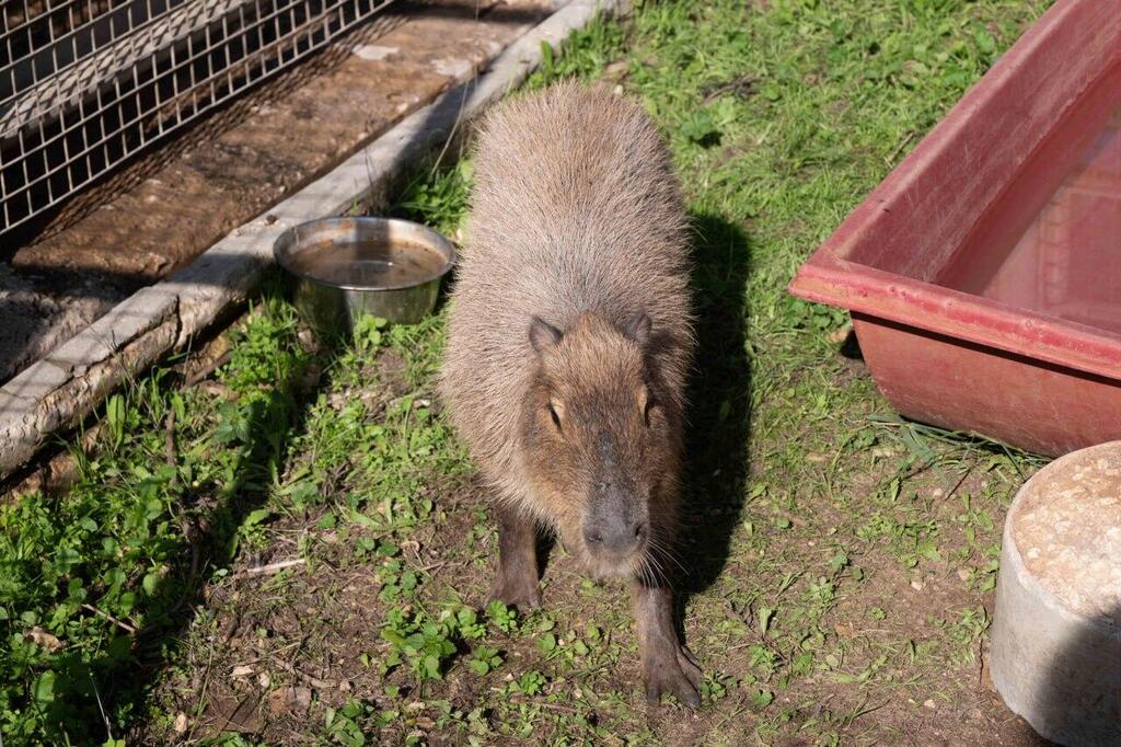 Photo: Yuval Chen הקפיברה ציון
