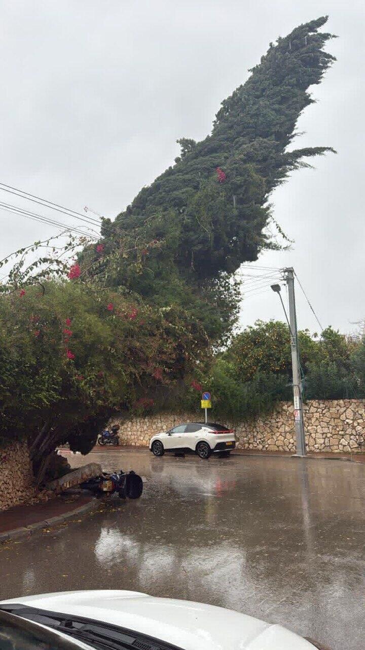 קריסת עצים על עמודי חשמל