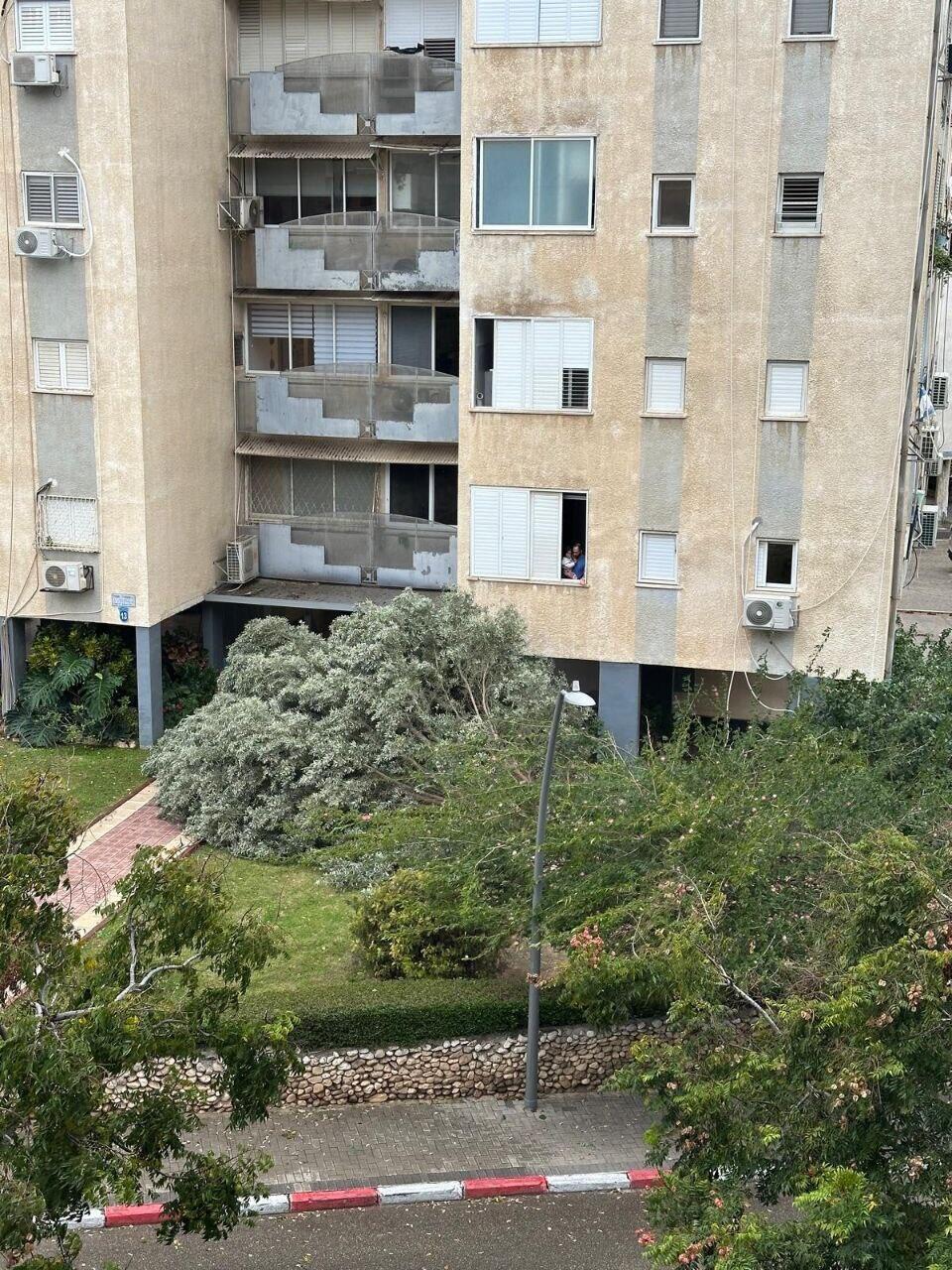 Tree falls into a Herzliya home עץ קרס ברחוב שמואל הנגיד הרצליה