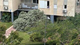 פצוע אנוש בגלישת קייט, נפגעים מקריסת עצים