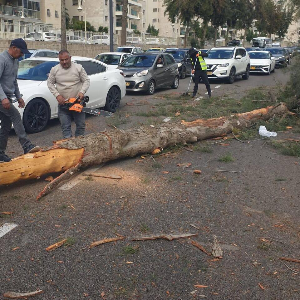 Ашкелон קריסת העץ באשקלון