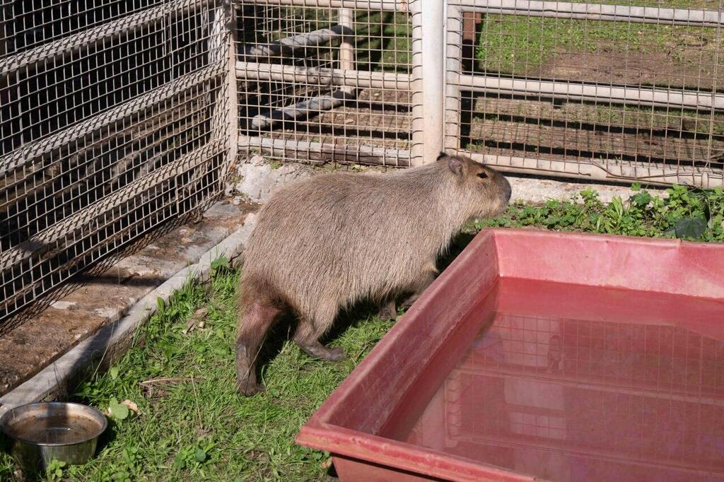Photo: Yuval Chen הקפיברה ציון
