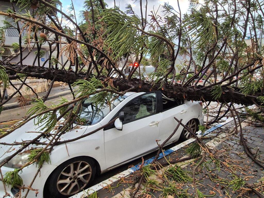 Tree falls onto car in Tel Aviv (Photo: Yoav Keren) עץ קרס בשכונת התקווה בת"א