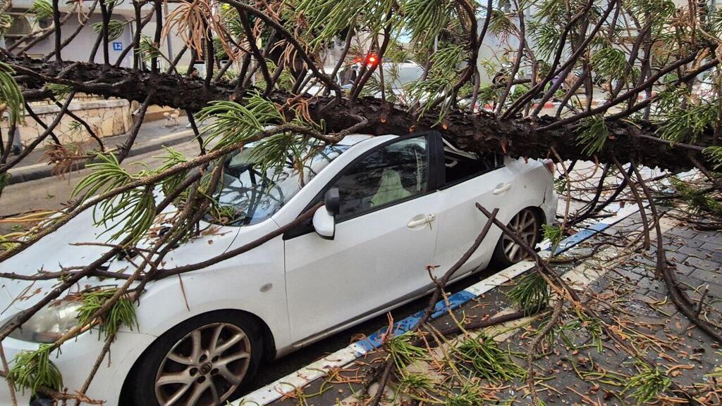 עץ קרס בשכונת התקווה בת"א
