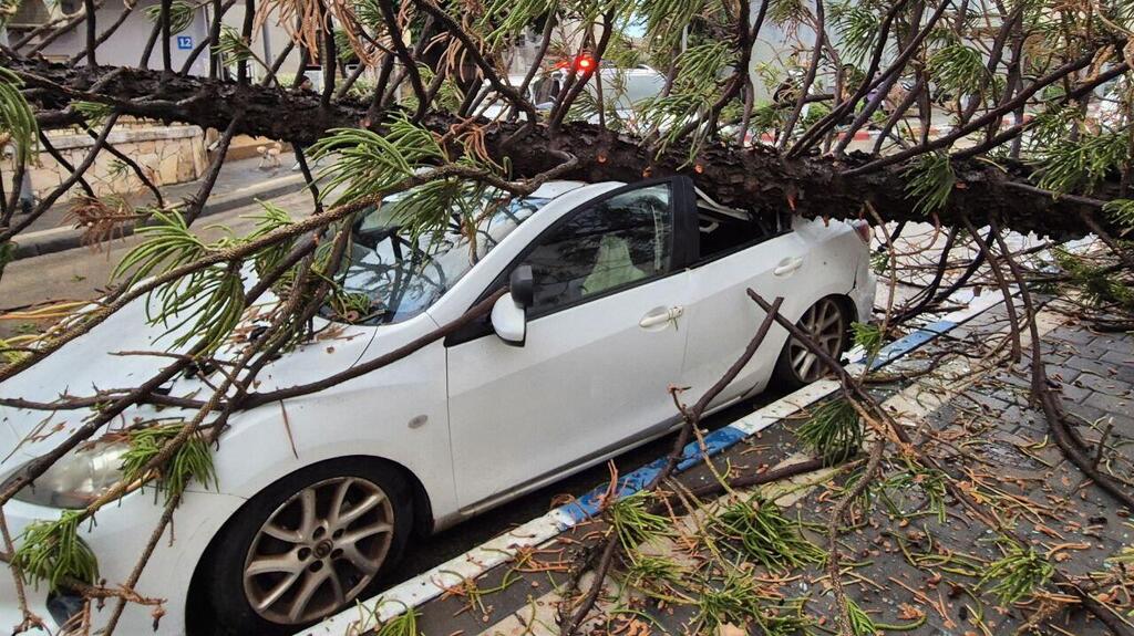 עץ קרס בשכונת התקווה בת"א
