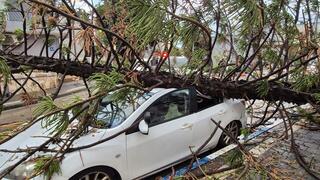עץ קרס בשכונת התקווה בת"א