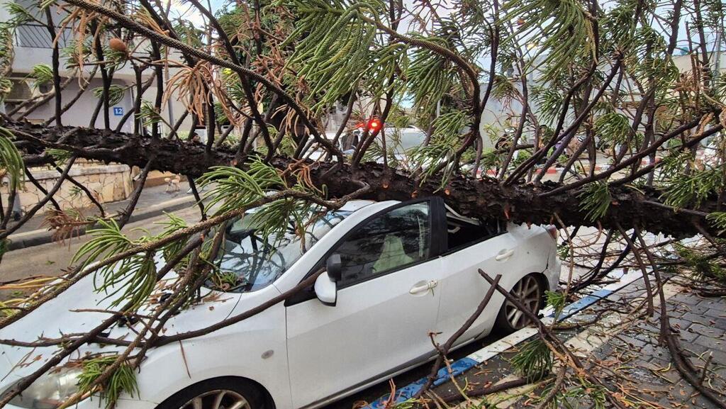 Damage in Tel Aviv during storm last week (Photo: Yoav Korn) עץ קרס בשכונת התקווה בת"א