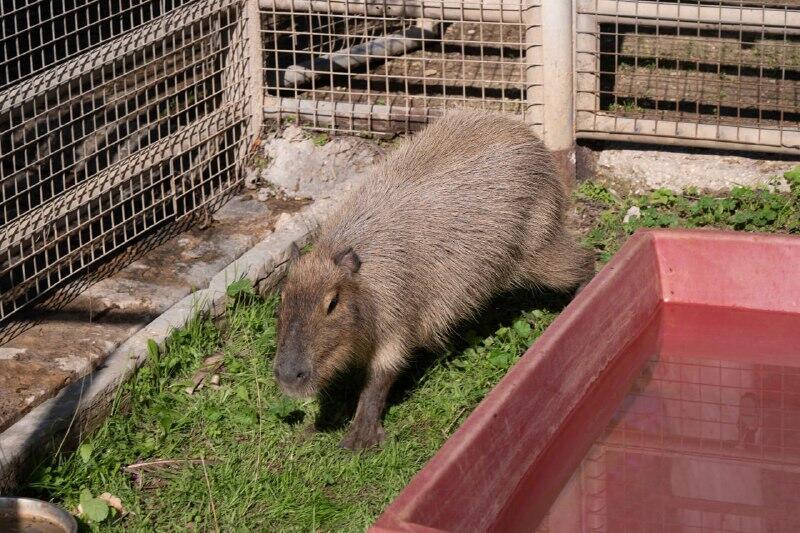 Zion the capybara (Photo: Yuval Chen) הקפיברה ציון
