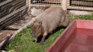 הקפיברה ציון