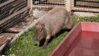 הקפיברה ציון
