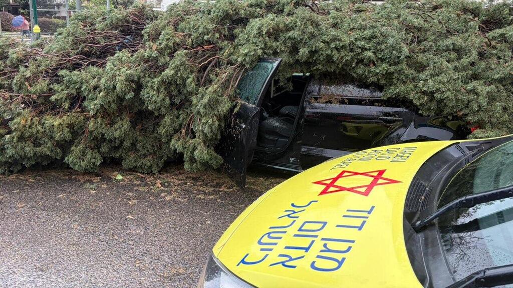 Дерево упало на машину в Ришон ле-Ционе (Фото: МАДА) עץ שקרס על רכב רחוב מרדכי אנילביץ' בראשון לציון