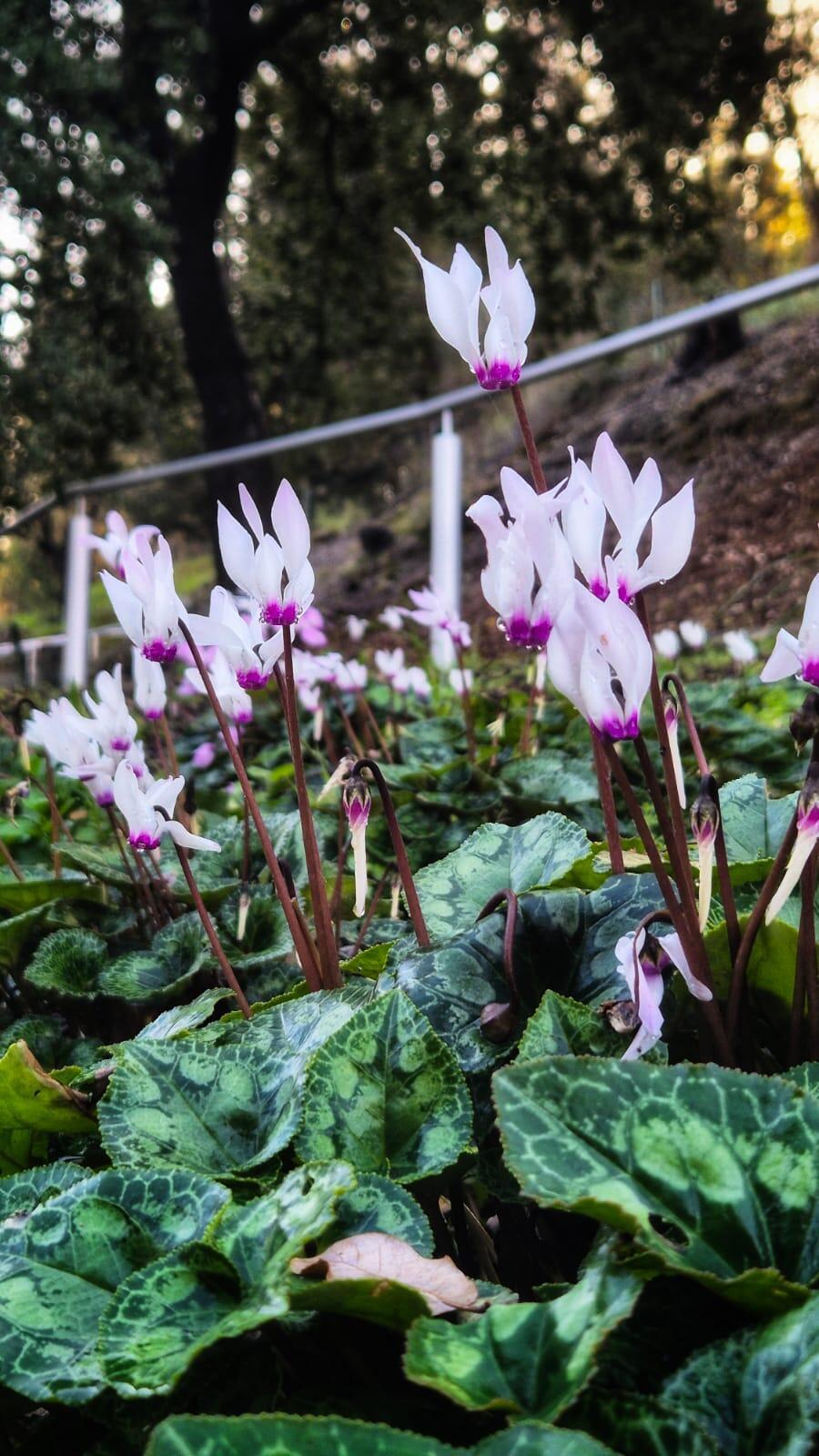Cyclamens and birds at Beit She’arim National Park 