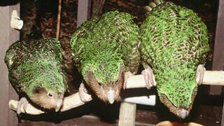 תוכי הקאקאפו, הנמצא בסכנת הכחדה חמורה בניו זילנד, מתרבה אחת לשנתיים עד ארבע שנים