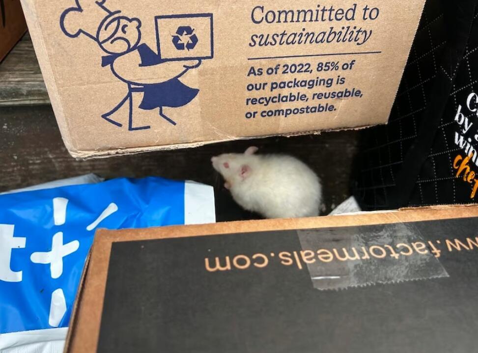 Крыса среди посылок и коробок на крыльце дома (Фото: Suffolk County District Attorney’s Office) אחת החולדות שנתפסה בעדשת מצלמות השוטרים