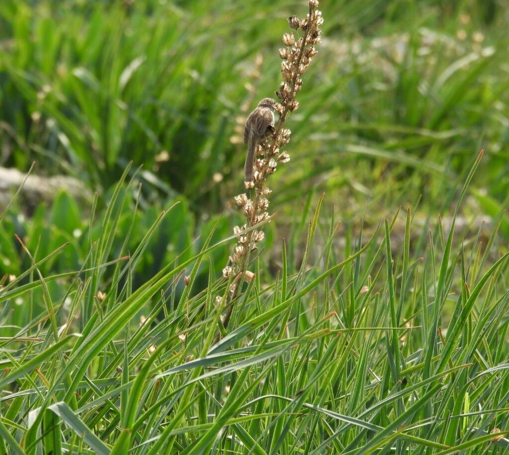 Cyclamens and birds at Beit She’arim National Park 
