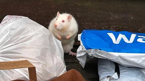 אחת החולדות בבית