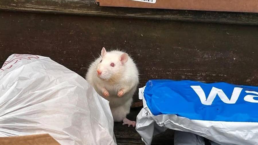 Крысы у дома в Роки-Пойнте (Фото: Suffolk County District Attorney’s Office) אחת החולדות בבית