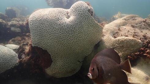 השלכות התחממות מי האוקיינוס בפלורידה