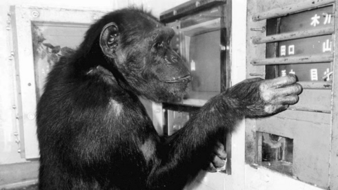 השימפנזה איי באחד המבדקים שנערכו לה