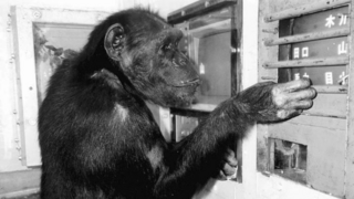 השימפנזה איי באחד המבדקים שנערכו לה