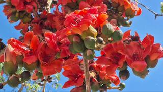 Бомбакс капоковый, или хлопковое дерево 