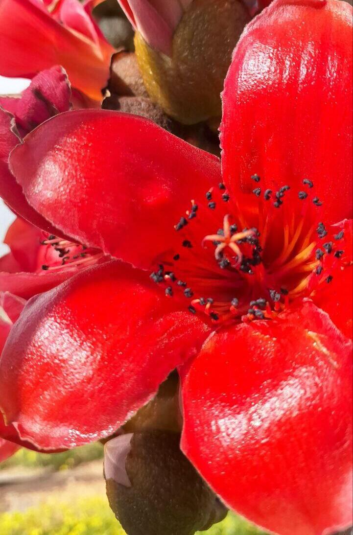 Бомбакс капоковый, или хлопковое дерево 