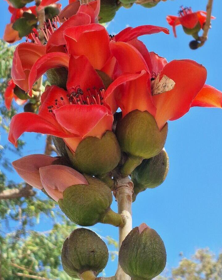 Бомбакс капоковый, или хлопковое дерево 