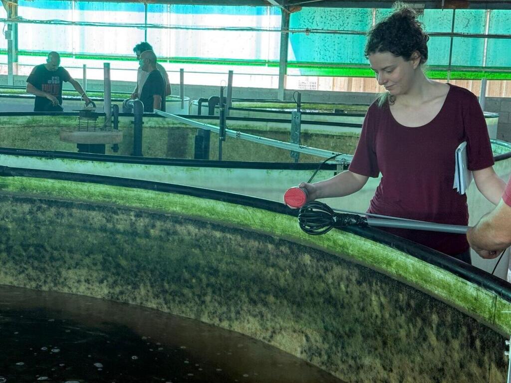 החוקרים עקבו אחר הדגים