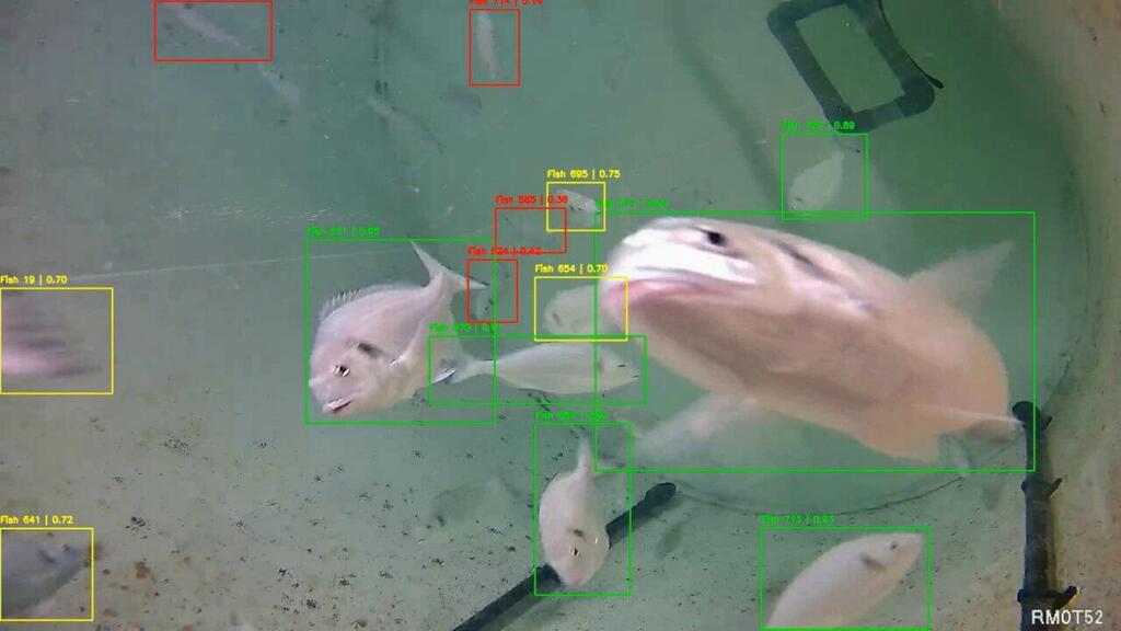 הדגים במחקר