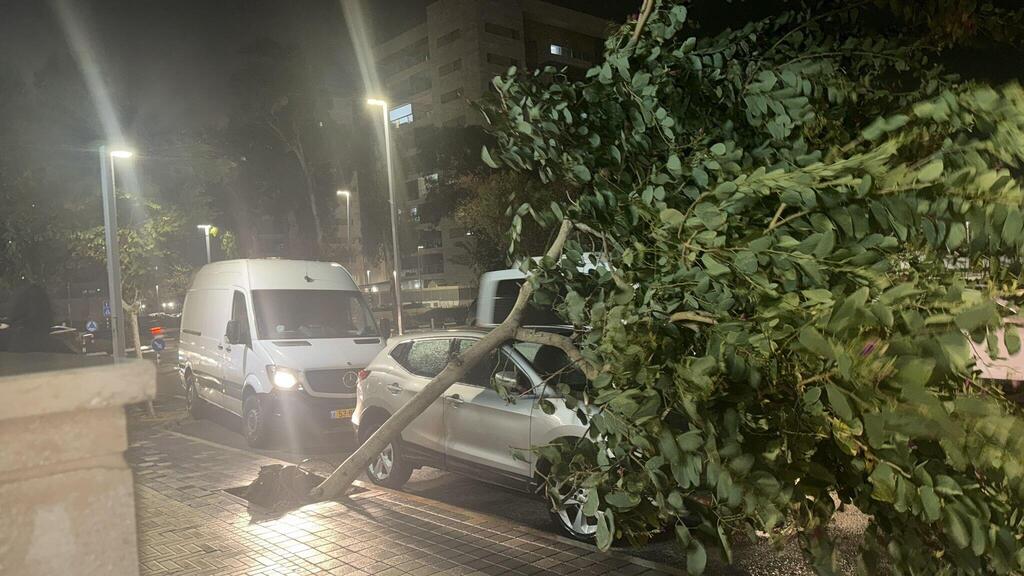 עץ קרס על רכב בעכו