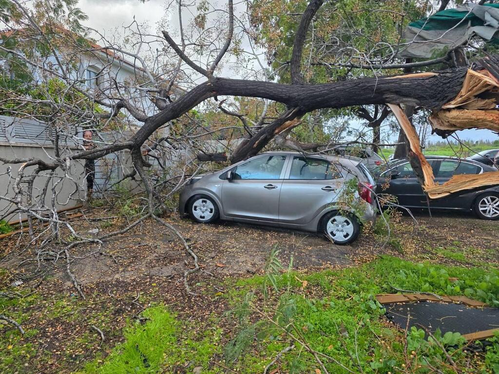 קריסת עץ בפרדס חנה כרכור 