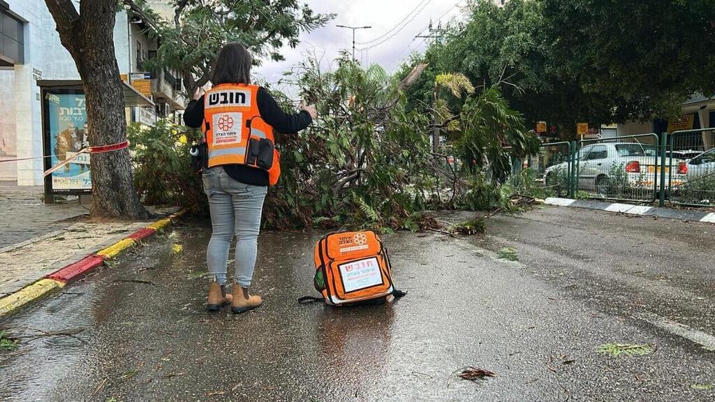 עץ קרס על רקכב בכפר סבא