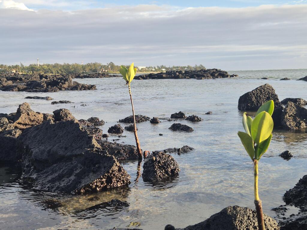 צומחים בסביבת מים מלוחים. מנגרובים בחוף