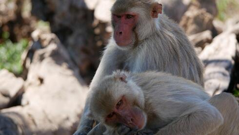 קופי מקוק רזוס אותם חקר פרופ' וינסנט סאבוליינן בשנת 2023
