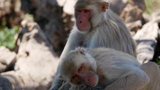 קופי מקוק רזוס אותם חקר פרופ' וינסנט סאבוליינן בשנת 2023