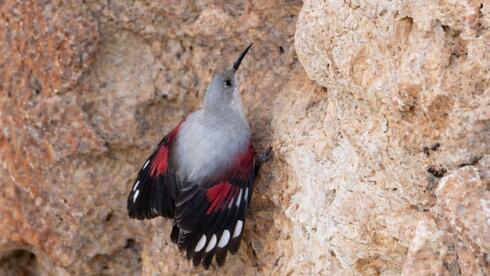 הכָּתְלי על המצוק בארבל