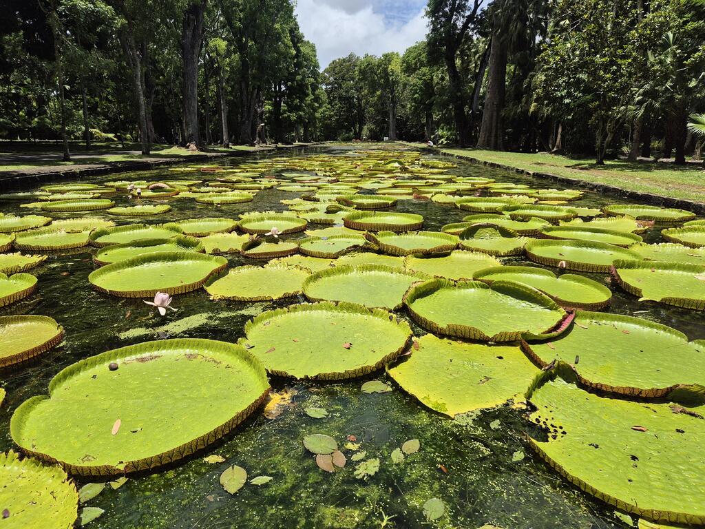 צמחייה ייחודית. נימפאות ענק בגן הבוטני