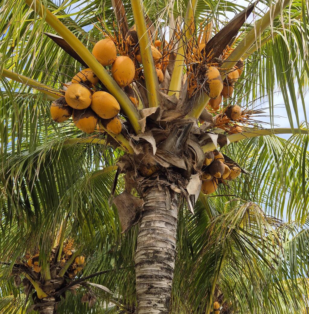 דקל קוקוס עמוס בפרי. אל תעמדו מתחתיו!