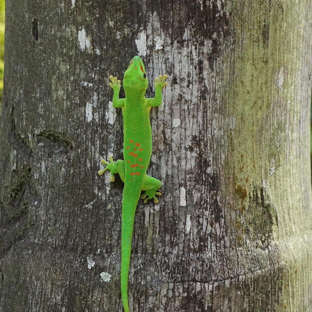 שממית מאוריציאנית. חפשו אותה על העצים