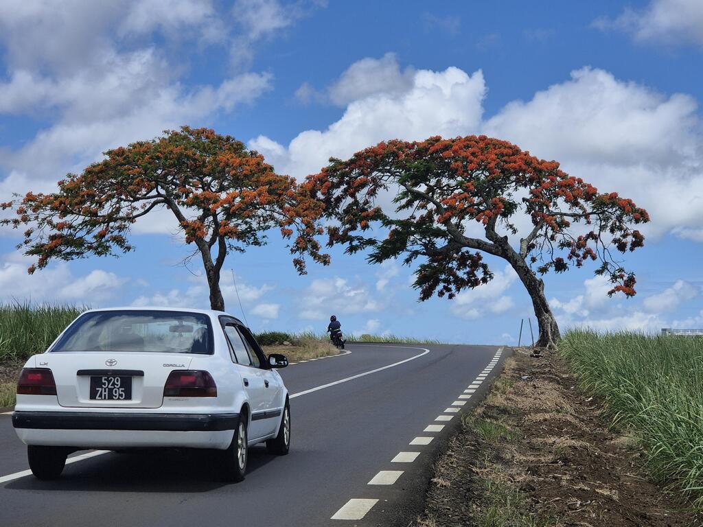 מאוריציוס. נוהגים פה "הפוך", בצד שמאל של הכביש