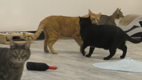 קירבה גופנית בין שני חתולים מבויתים