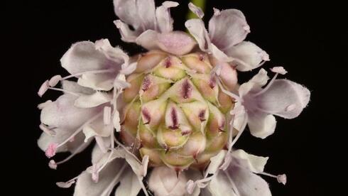     שלמון זיפני  פורח