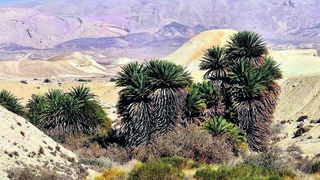 תמרי הפרא העתיקים בערבה