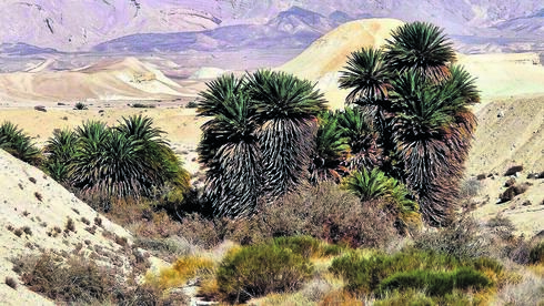 תמרי הפרא העתיקים בערבה