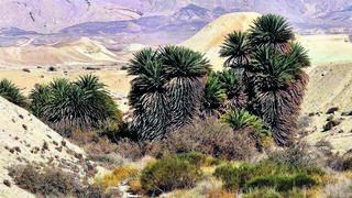 תמרי הפרא העתיקים בערבה