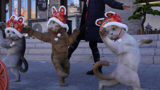 פסלי חתולים מקושטים לראש השנה האזרחית בבייג'ינג