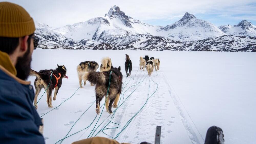 כלבי מזחלת בגרינלנד