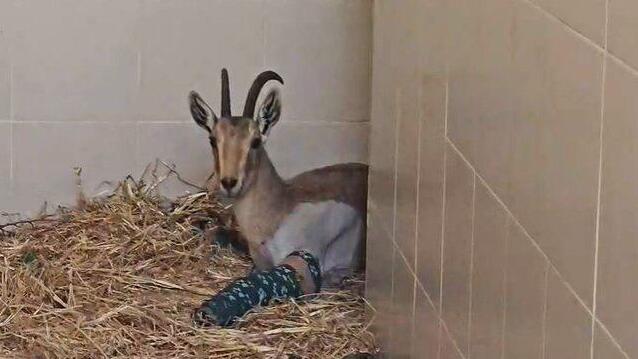 היעלה אחרי הניתוח