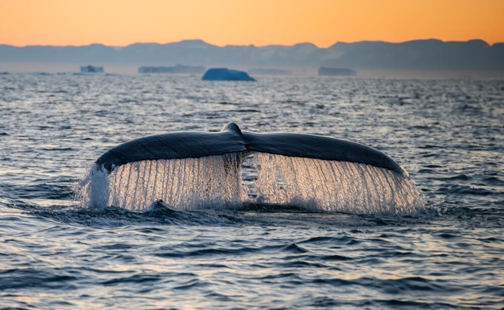 A whale in Disko Bay, Greenland (Photo: Jan Tolar / shutterstock) לוויתן במפרץ דיסקו, גרינלנד