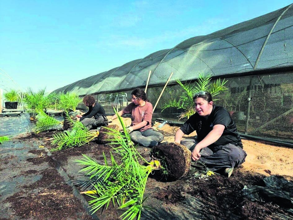 תחנת המחקר של התמרים בחממת ערבה